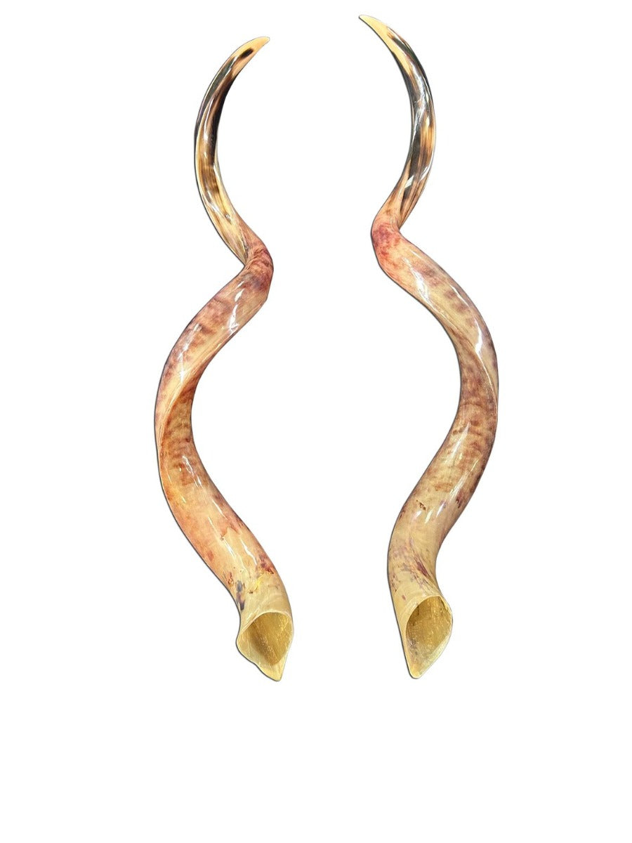 Set of Giant Record Size Kudu Horns, African Antelope Outer Horns Polished LARGE Size: Approx. 46" (measured straight)
