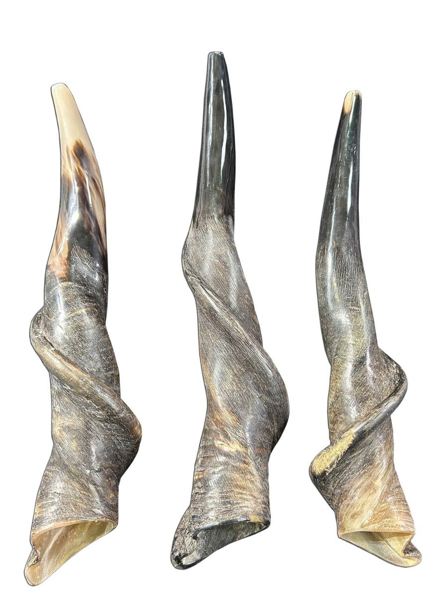 Eland Horn Shofar, Semi Polished Eland Shofar, Antelope Horn Shofar Sizes vary - nice one can be a 23" long