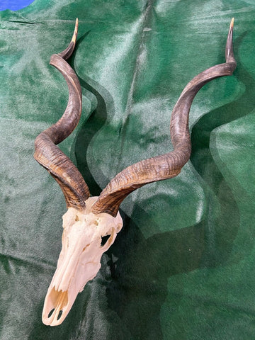 HUGE Real Kudu Skull - Real African Antelope Skull - Huge Horns (Horns are 51" and 50" around curls)