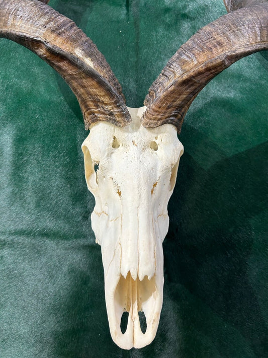 HUGE Real Kudu Skull - Real African Antelope Skull - Huge Horns (Horns are 51" and 50" around curls)