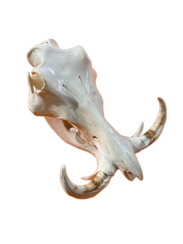 African Pig Skull - Real Wild Pig Polished Cranium - Approximate Size: About 15" long X 12" wide X 9" deep