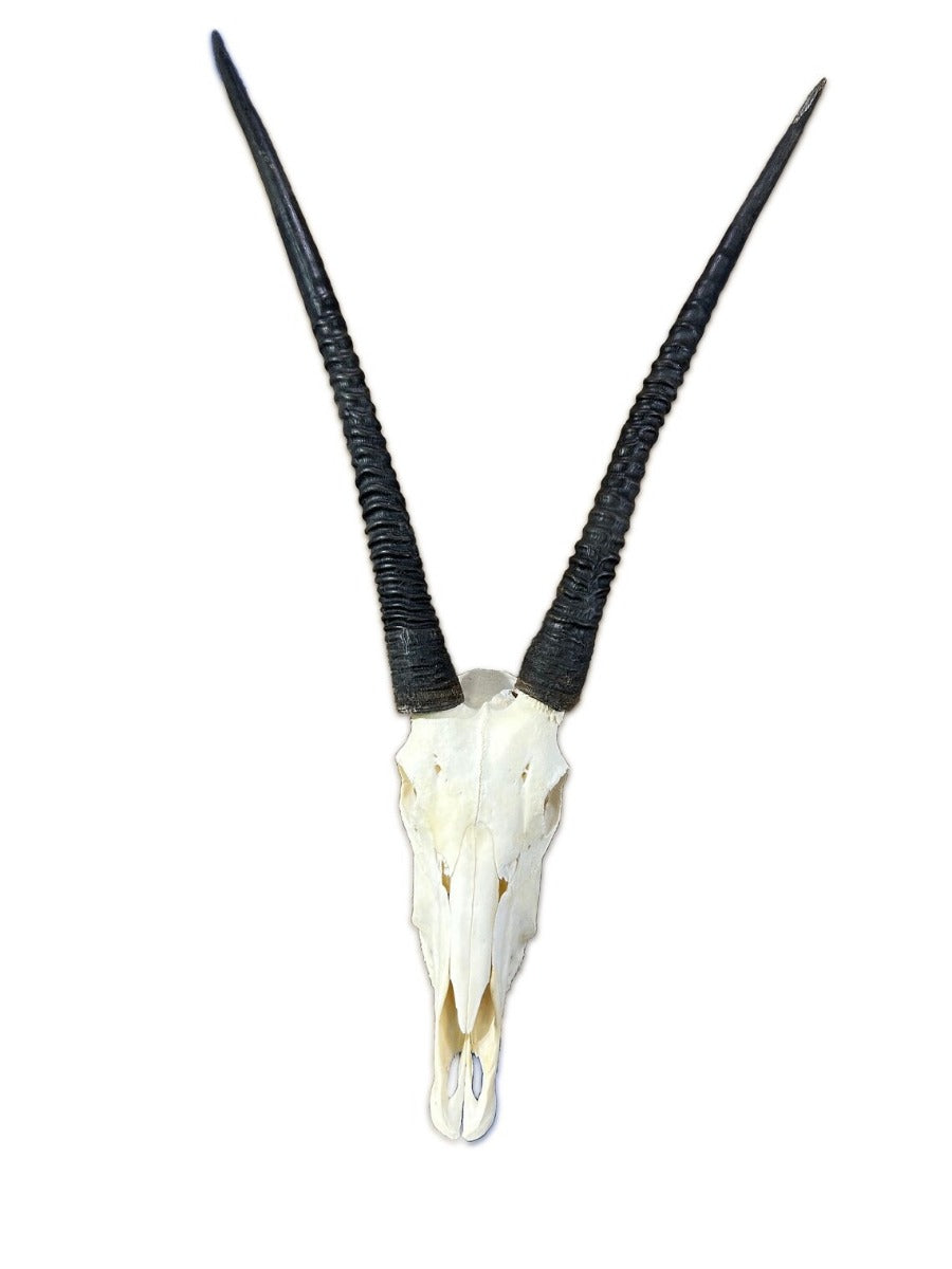 BIG Oryx Skull - African Antelope Horn + Gemsbok Skull (Horns are 35 and 34 inches)