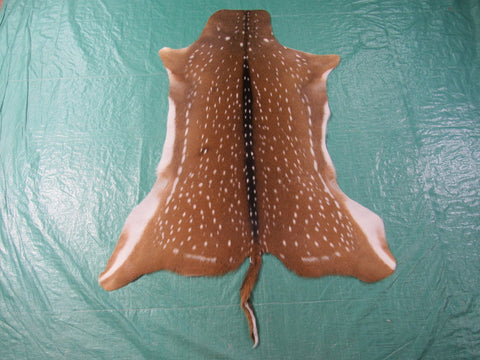 Top Grade Axis Deer Skin - Size: 47"x38" Axis-684