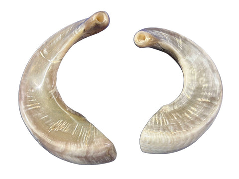 1 Fully Polished Ram Horn Shofar (Sizes vary - nice one can be around 21" around curve)