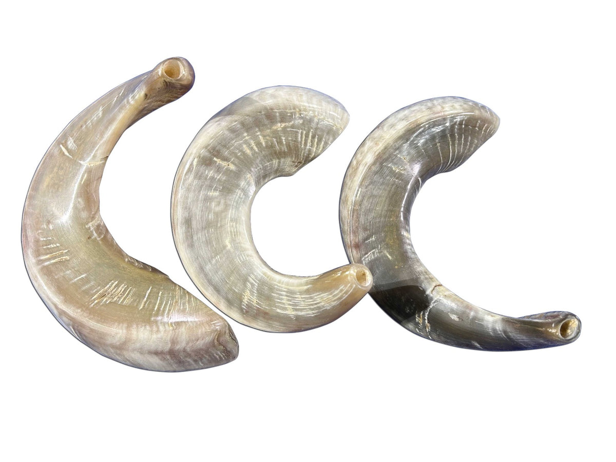 1 Fully Polished Ram Horn Shofar (Sizes vary - nice one can be around 21" around curve)