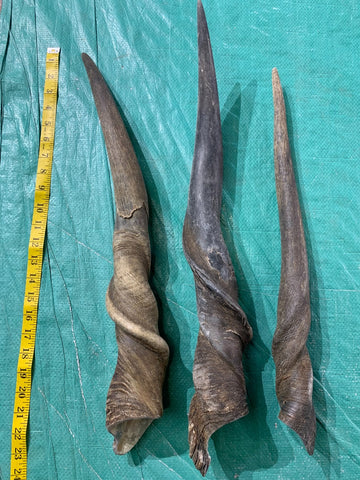 1 Natural Eland Horn, antelope horn, deer horn (Sizes vary - nice one can be a 23" long)