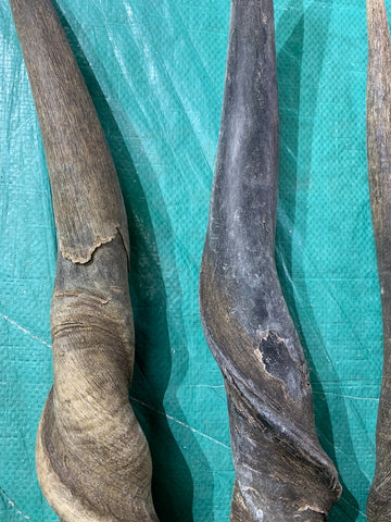 1 Natural Eland Horn, antelope horn, deer horn (Sizes vary - nice one can be a 23" long)