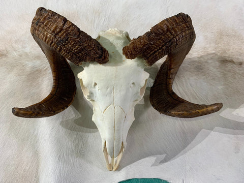 Ram Skull - Real Marino Ram Horns and Skull - Approx Size: 14LX16WX6D inches