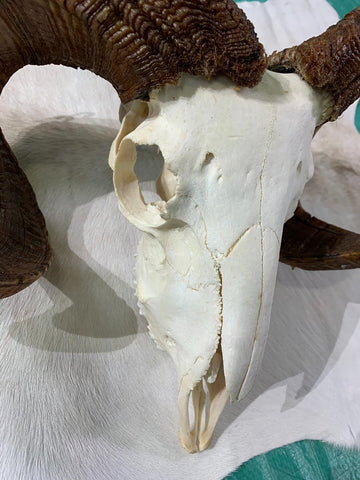 Ram Skull - Real Marino Ram Horns and Skull - Approx Size: 14LX16WX6D inches