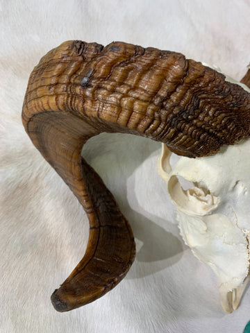 Ram Skull - Real Marino Ram Horns and Skull - Approx Size: 14LX16WX6D inches