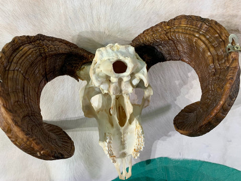 Ram Skull - Real Marino Ram Horns and Skull - Approx Size: 14LX16WX6D inches