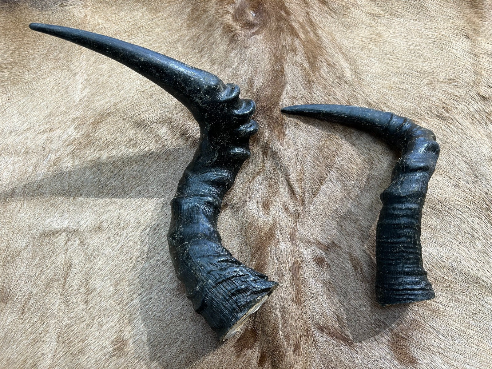 1 Red Hartebeest Horn, Antelope Horn, Antilope Horn, Deer Horn Average Size: 19 to 21 inches long