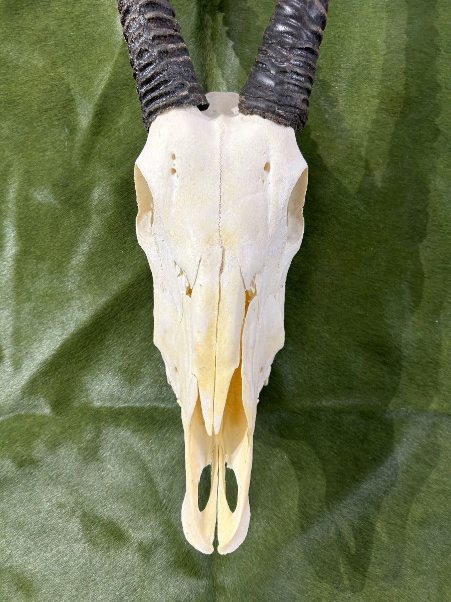 Real Oryx Skull African Antelope Horn + Gemsbok Skull (Horns are around 31 inches)