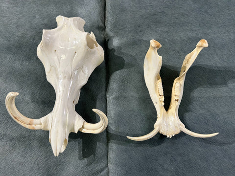 African Pig Skull - Real Wild Pig Polished Cranium - Approximate Size: About 14" long X 10" wide X 8" deep