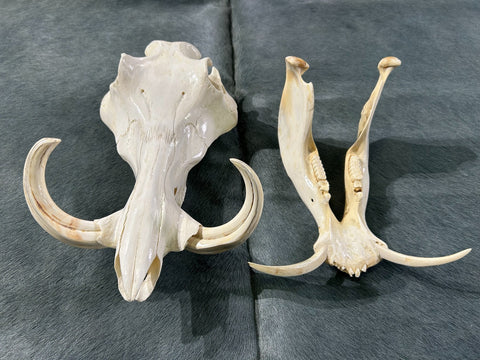 African Pig Skull - Real Wild Pig Polished Cranium - Approximate Size: About 14" long X 10" wide X 8" deep