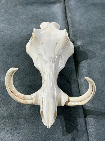 African Pig Skull - Real Wild Pig Polished Cranium - Approximate Size: About 14" long X 10" wide X 8" deep