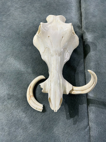 African Pig Skull - Real Wild Pig Polished Cranium - Approximate Size: About 14" long X 10" wide X 8" deep