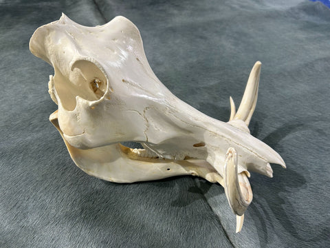 African Pig Skull - Real Wild Pig Polished Cranium - Approximate Size: About 14" long X 10" wide X 8" deep