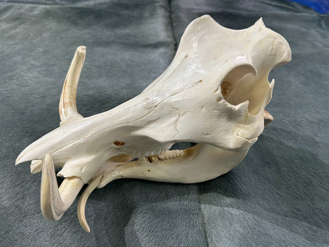 African Pig Skull - Real Wild Pig Polished Cranium - Approximate Size: About 14" long X 10" wide X 8" deep