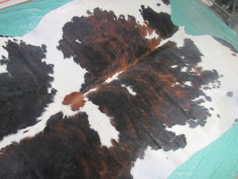 Huge Gorgeous Tricolor Cowhide Rug Size: 8x7 feet M-1255