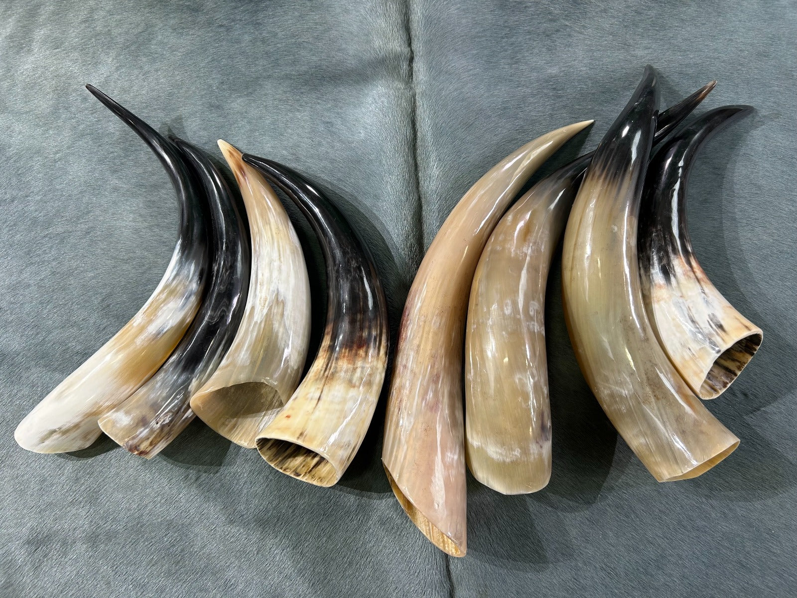 1 Polished Ox Horn, Gorgeous Polished Cow Horns , Cattle Horn - Size: Approx. 14 and 19" (measured straight)/ Base is about 3 to 4" wide