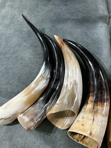 1 Polished Ox Horn, Gorgeous Polished Cow Horns , Cattle Horn - Size: Approx. 14 and 19" (measured straight)/ Base is about 3 to 4" wide