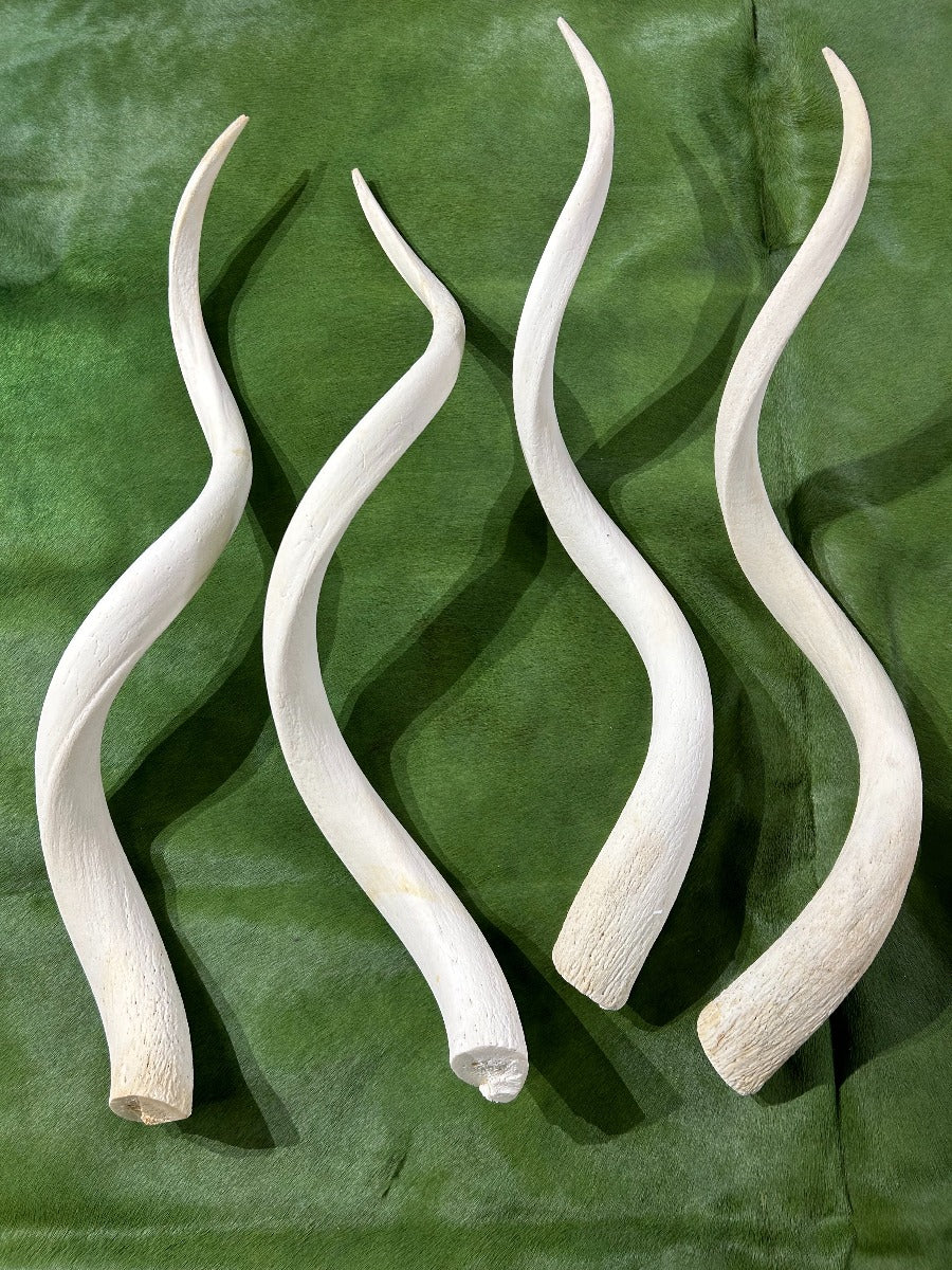 1 Kudu Horn Inner Bone, Deer Horns, Antelope Horn LARGE Size: (Approx 30" measured straight/40" measured around curls)