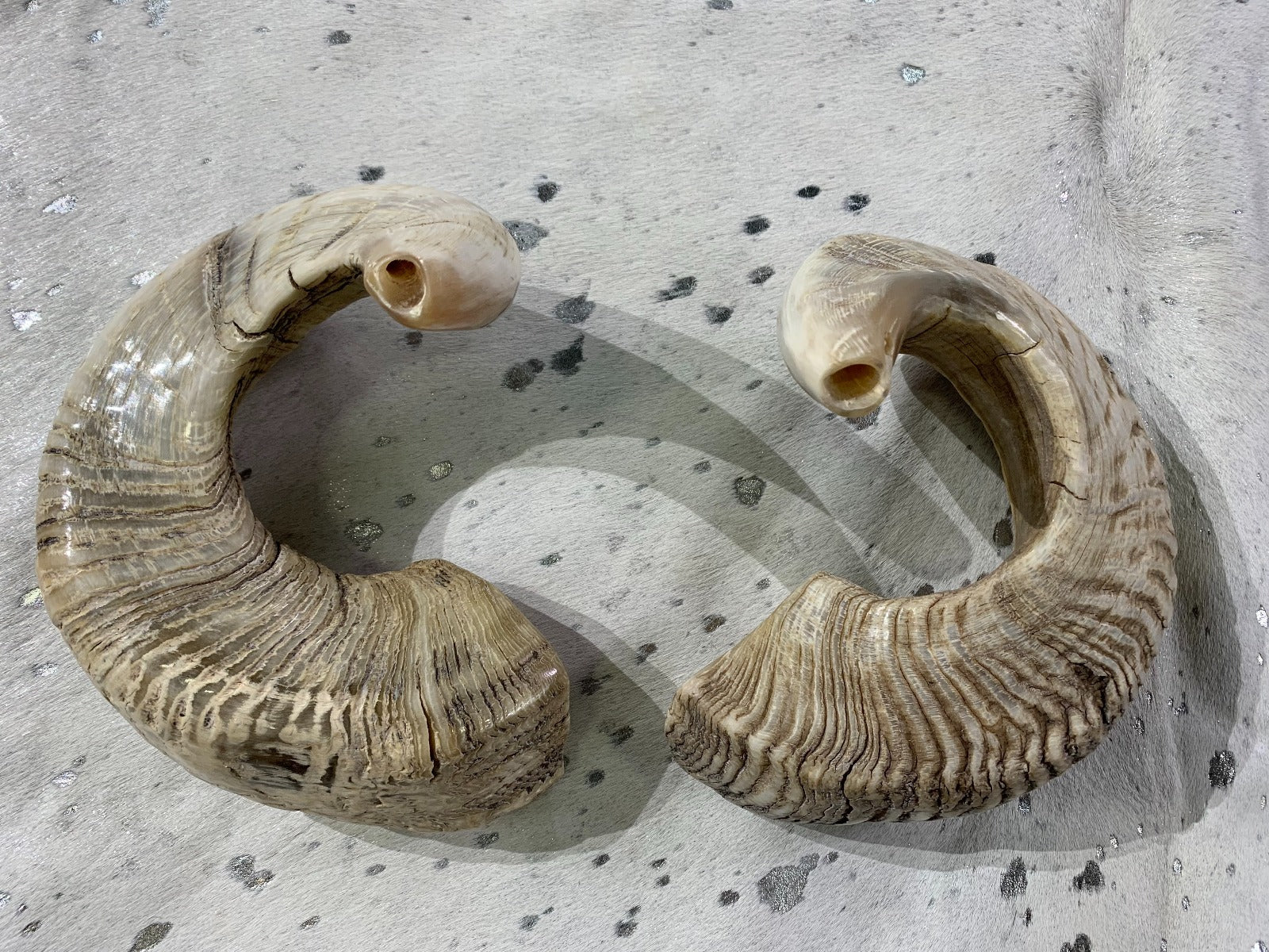 Polished Ram Horn Shofar (Sizes vary - nice one can be around 22" around curve)