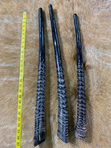 1 Polished Gemsbok Horn Shofar, Polished Oryx Horn with blow hole Average Size: Around 26" long