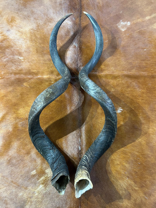 Set of Giant Record Size Kudu Horns, African Antelope Outer Horns XXXLARGE Size: Approx. 55" (measured around curls)