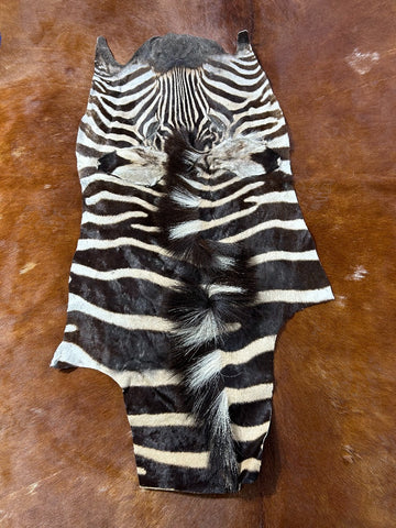 Real Zebra Face Approx Size - 42X23" Real Burchell's Zebra Face Hain-on Leather