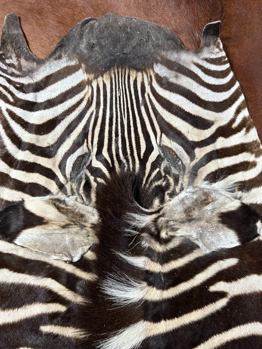 Real Zebra Face Approx Size - 42X23" Real Burchell's Zebra Face Hain-on Leather