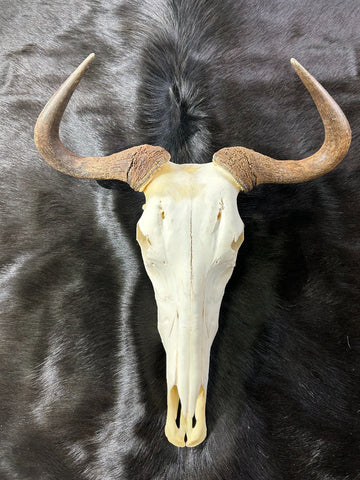 Gnu Skull - #5, Wildebeest Skull, Mature Old Wildebeest Skull African Antelope Horns + Skull/ Gnu Skull / Blue Wildebeest Skull