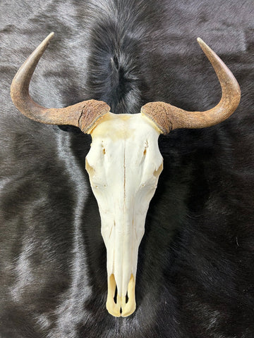 Gnu Skull - #5, Wildebeest Skull, Mature Old Wildebeest Skull African Antelope Horns + Skull/ Gnu Skull / Blue Wildebeest Skull