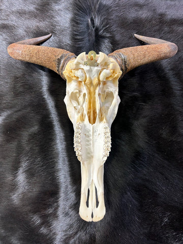 Gnu Skull - #5, Wildebeest Skull, Mature Old Wildebeest Skull African Antelope Horns + Skull/ Gnu Skull / Blue Wildebeest Skull