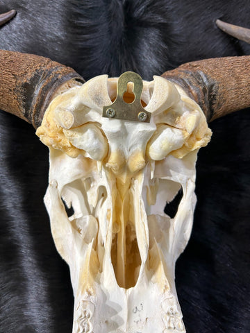 Gnu Skull - #5, Wildebeest Skull, Mature Old Wildebeest Skull African Antelope Horns + Skull/ Gnu Skull / Blue Wildebeest Skull