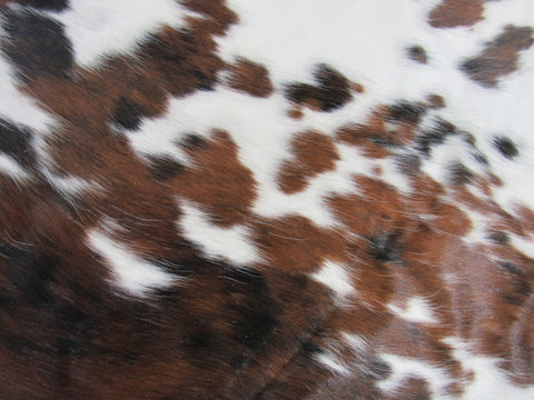 Huge & Nice Tricolor Cowhide Rug Size: 8x7.7 feet M-1301