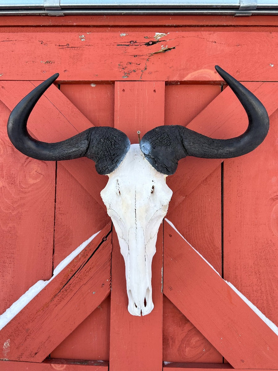 Gnu Skull - #6, Wildebeest Skull, Mature Old Wildebeest Skull African Antelope Horns + Skull/ Gnu Skull / Blue Wildebeest Skull