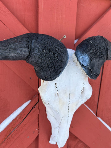 Gnu Skull - #6, Wildebeest Skull, Mature Old Wildebeest Skull African Antelope Horns + Skull/ Gnu Skull / Blue Wildebeest Skull