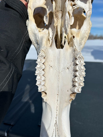 Gnu Skull - #6, Wildebeest Skull, Mature Old Wildebeest Skull African Antelope Horns + Skull/ Gnu Skull / Blue Wildebeest Skull