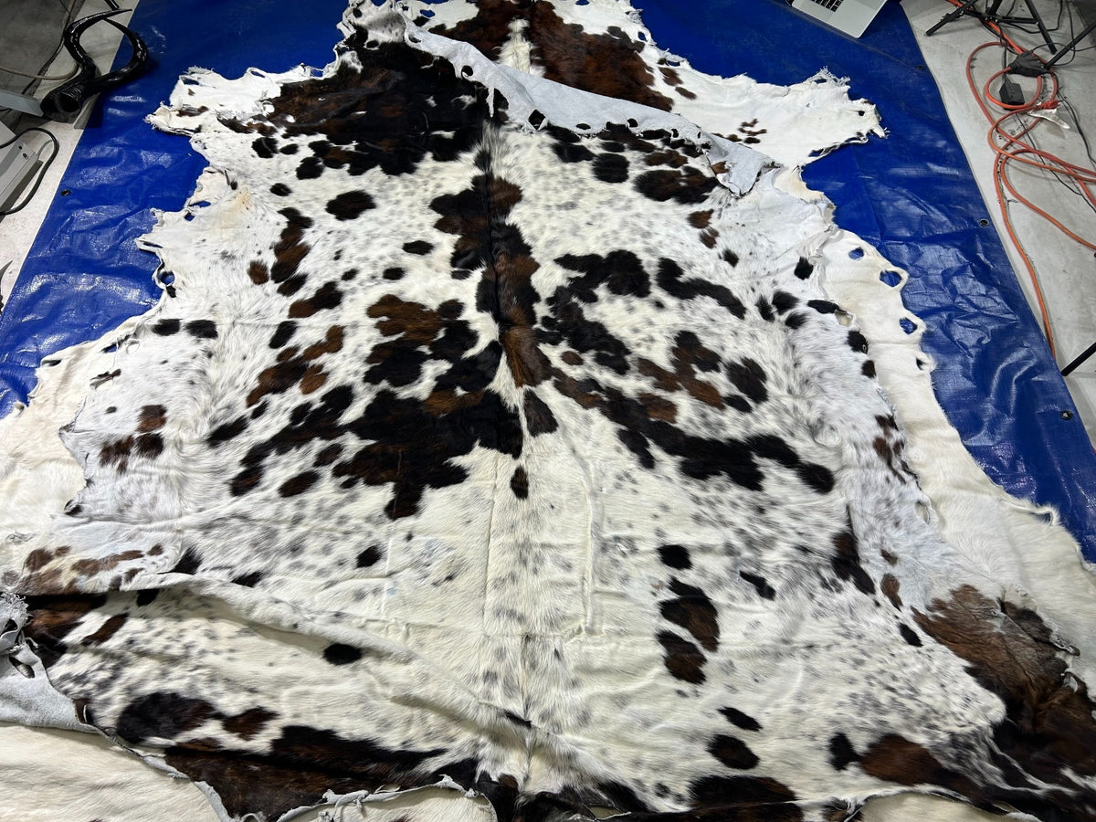 Tricolor Cowhide Rug Size: 7X7 feet B-197 (untrimmed)