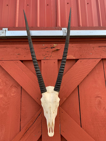 Real Oryx Skull African Antelope Horn + Skull (Horns are around 30 inches)