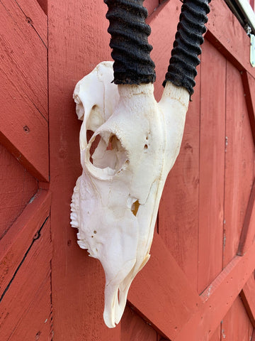 Real Oryx Skull African Antelope Horn + Skull (Horns are around 30 inches)