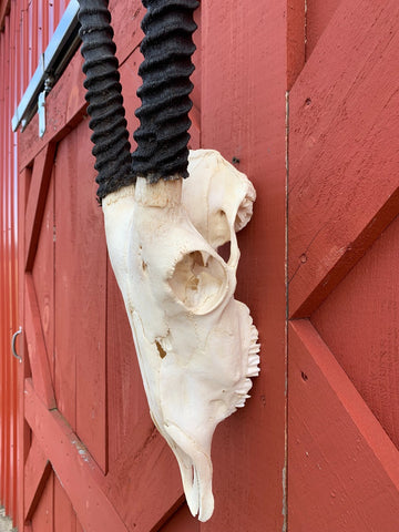 Real Oryx Skull African Antelope Horn + Skull (Horns are around 30 inches)