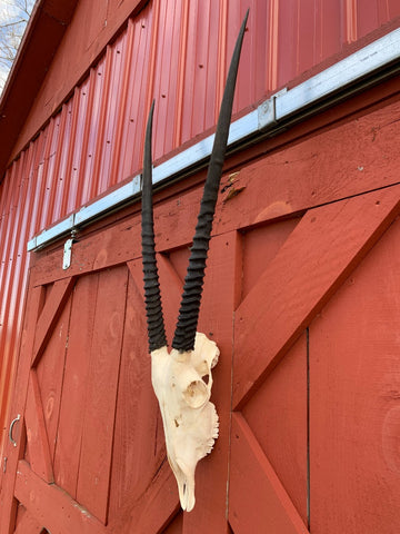 Real Oryx Skull African Antelope Horn + Skull (Horns are around 30 inches)