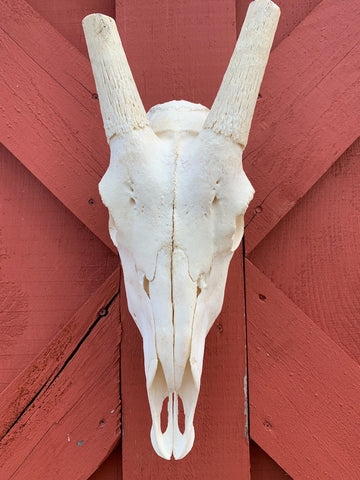 Real Oryx Skull African Antelope Horn + Skull (Horns are around 30 inches)