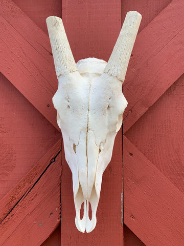 Real Oryx Skull African Antelope Horn + Skull (Horns are around 30 inches)