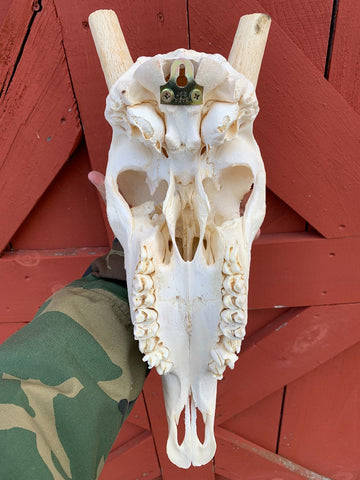 Real Oryx Skull African Antelope Horn + Skull (Horns are around 30 inches)