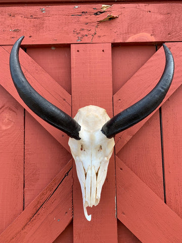 Real Kudu Skull African Antelope Horn + Skull (Horns are around 15 inches measured around the curls)