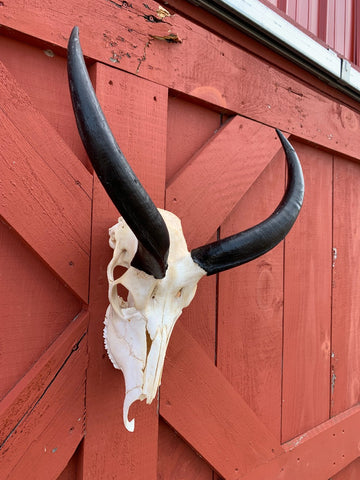 Real Kudu Skull African Antelope Horn + Skull (Horns are around 15 inches measured around the curls)